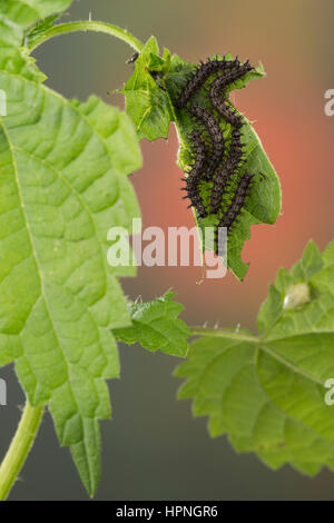 Landkärtchen, Raupe, Raupen frisst gesellig un Brennnessel-Blatt, Raupen-Ansammlung, Landkärtchenfalter, Landkärtchen-Falter, Araschnia levana, mappa bu Foto Stock