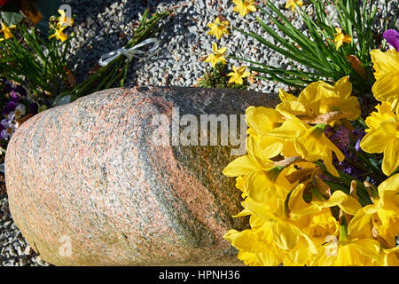 Mazzo di narcisi e mini narcisi collocata su una tomba con una lastra tombale di granito Foto Stock