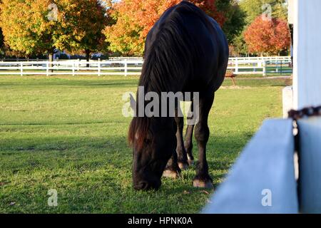 Cavallo al pascolo ai Danada Farm. Foto Stock