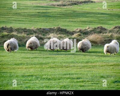 Pecore in funzione verso la fattoria in Islanda. Foto Stock