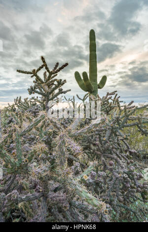 Saguaro e Buckhorn Cholla cactus stand contro il sole al tramonto vicino a Tucson in Arizona Foto Stock