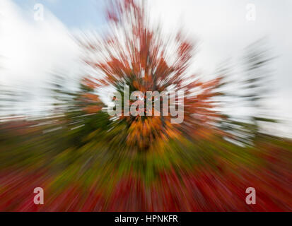 Rosso Foglie di autunno attraverso il Dolly zolle Wilderness area in West Virginia con la lente che è ingrandita nel corso di una lunga durata di esposizione Foto Stock