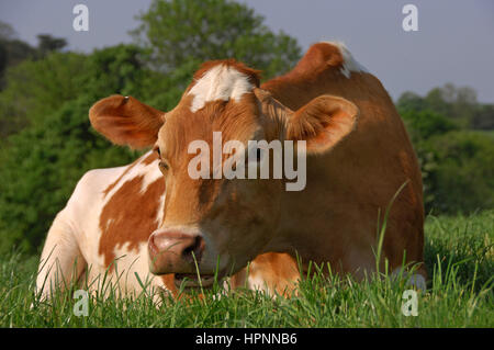 Guernsey cow giacente in un prato di Devon Foto Stock