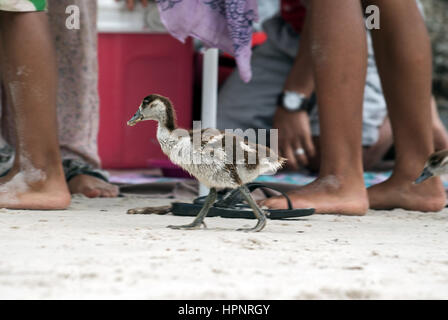 Gosling egiziano passeggiando tra i turisti su una spiaggia in Sud Africa Foto Stock