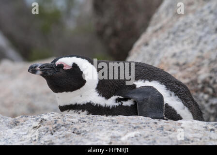 Un pinguino africano di dormire su una roccia su una spiaggia a Boulders Beach, Sud Africa Foto Stock
