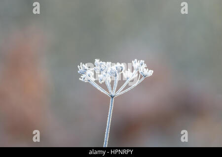 Fiore di carota selvatica nel profondo gelo invernale Foto Stock