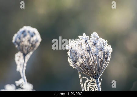 Fiore di carota selvatica nel profondo gelo invernale Foto Stock