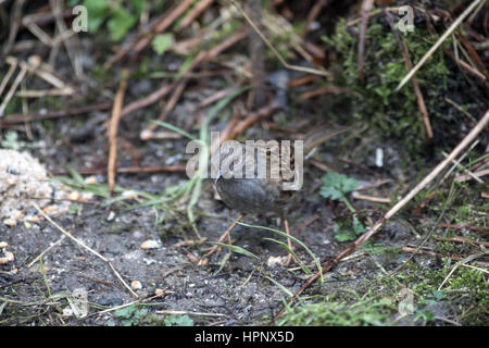 Un dunnock o hedge sparrow, alimentando in inverno, nel West Yorkshire garden Foto Stock