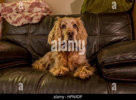 Un cocker spaniel rilassante in una poltrona. Foto Stock