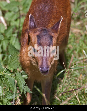 I capretti Reeve's Munjac (muntiacus reevesi) Foto Stock