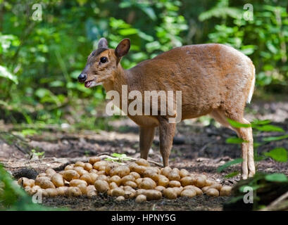 Reeve's Munjac (muntiacus reevesi) femmina mangiare patate Foto Stock
