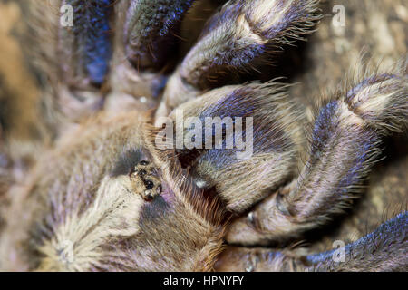 Zaffiro Gooty tarantola Foto Stock