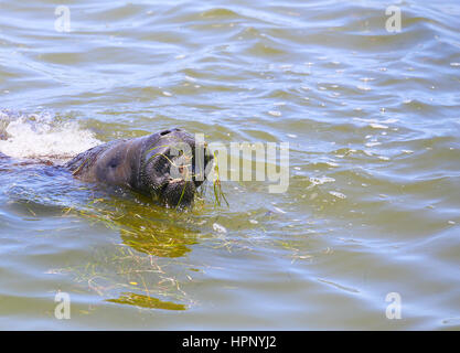 Un lamantino arrivando fino alla superficie dell'acqua durante la navigazione per il cibo nei pressi di Cape Canaveral in Florida. Foto Stock