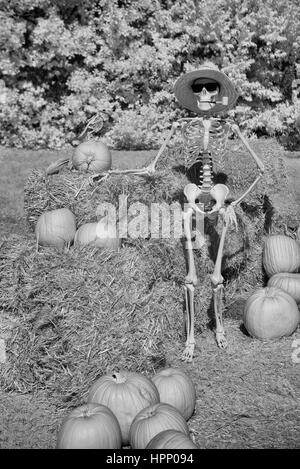 Lo scheletro di gardner mostra con orgoglio il suo zucca patch raccolto per un haunted Halloween holiday. Foto Stock