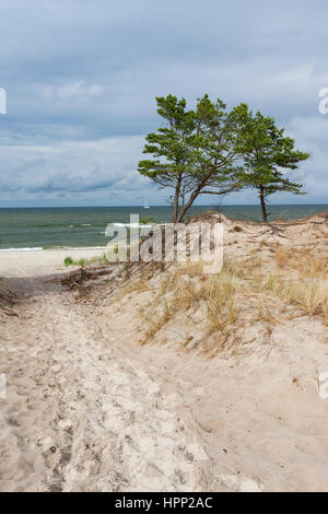 Vista sulle dune e sulla spiaggia del Mar Baltico Foto Stock