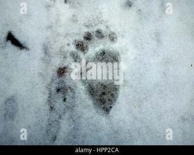 Recare le tracce nella neve, (Ursus arctos), Foto Stock