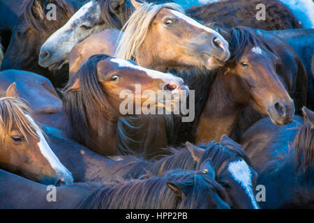 Angolo di Alta Vista di cavalli sul campo Foto Stock