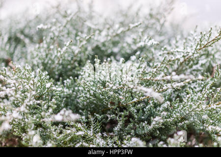 Fiocchi di neve su albero di ginepro macro closeup Foto Stock