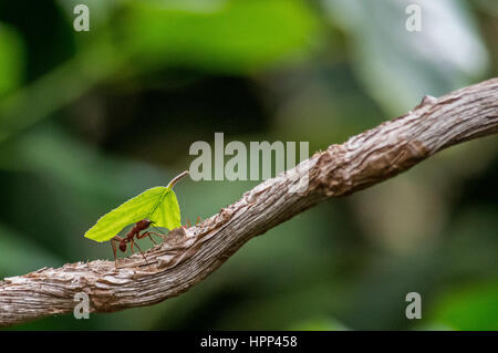 Fresa a foglia ant porta una piccola foglia verde su un ramo di un albero orizzontale immagine della natura di insetti tropicali Foto Stock