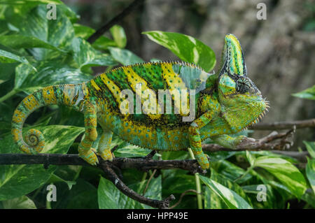 Big chameleon emerge dal verde delle foglie di un albero, l'immagine orizzontale Camaleonte Foto Stock