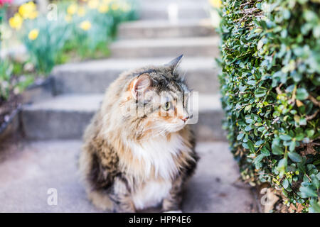 Maine coot cat seduti fuori in primavera da narcisi dalle scale sul portico Foto Stock