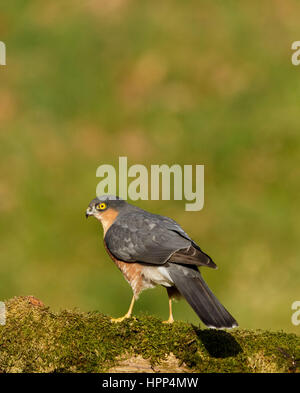 Appollaiato sparviero Foto Stock