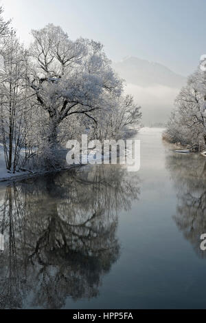 Alberi con la brina sulla banca di Loisach a Kochel am See, Alta Baviera, Baviera, Germania Foto Stock