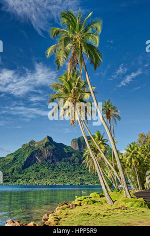 Le palme di fronte vulcanico Monte Otemanu in Pofai Bay, Bora Bora, Isole della Società, Polinesia Francese Foto Stock