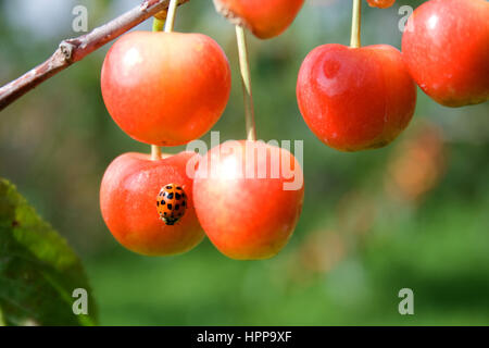 Ladybug su Traverse City Le ciliegie Foto Stock