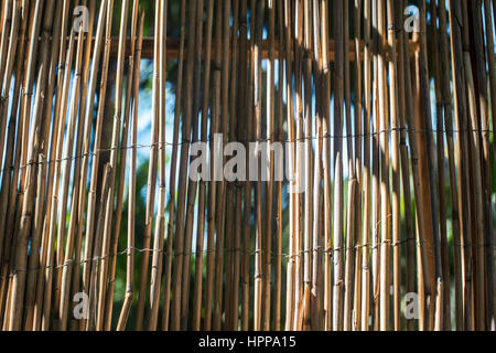 Recinto di bambù ombre Foto Stock