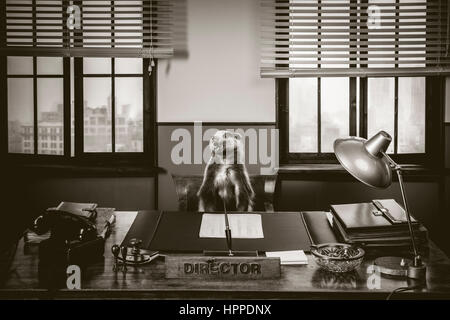 Ruggito badger seduto alla scrivania direttori, anni cinquanta ufficio stile . Foto Stock