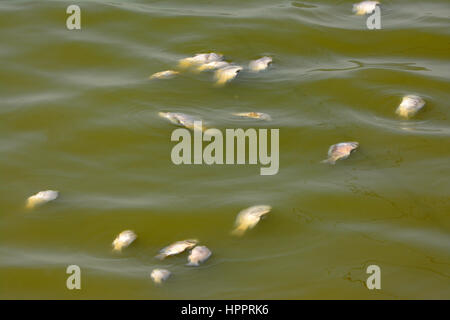 I pesci morti in acqua inquinata Foto Stock