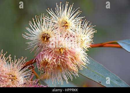 Fiori di eucalipto in primo piano Foto Stock