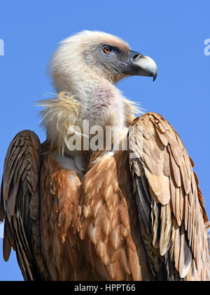 Eurasian grifone Foto Stock