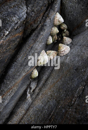 Patelle aggrappati a rocce, Fishguard, Galles. Foto Stock