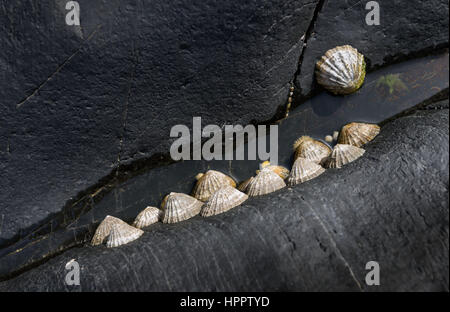 Patelle aggrappati a rocce, Fishguard, Galles. Foto Stock