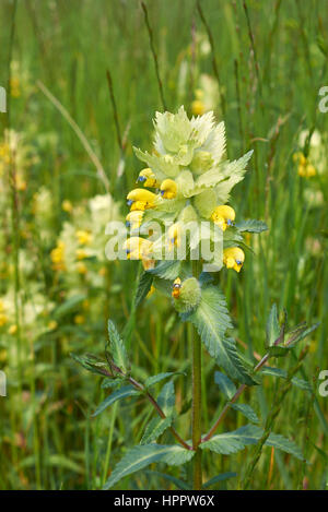 Rhinanthus alectorolophus Foto Stock