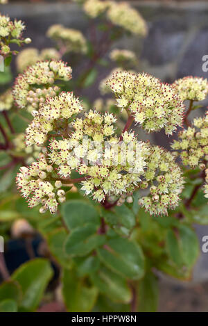 Sedum telephium fiore Foto Stock