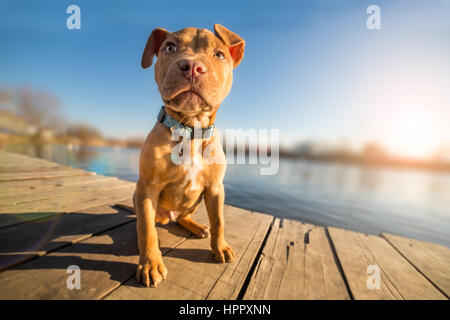 Giallo terrier cucciolo in vacanza Foto Stock