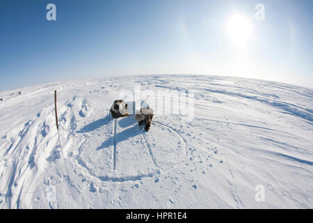 Costruzione di un iglo sul polo nord Foto Stock