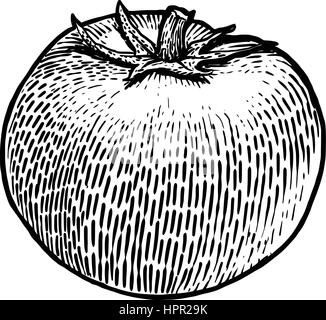 Illustrazione di pomodoro, disegno, incisione, line art, vegetali, vettore Illustrazione Vettoriale