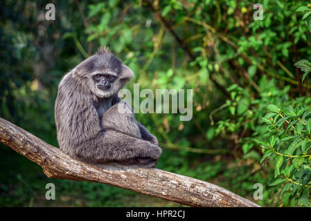 Gibbon argenteo (Hylobates moloch) seduto su un ramo. Il gibbone argenteo si colloca tra le specie più a rischio. Foto Stock