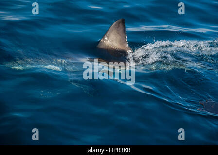 La pinna di squalo bianco taglia attraverso l'acqua, Gansbaai, Sud Africa Foto Stock