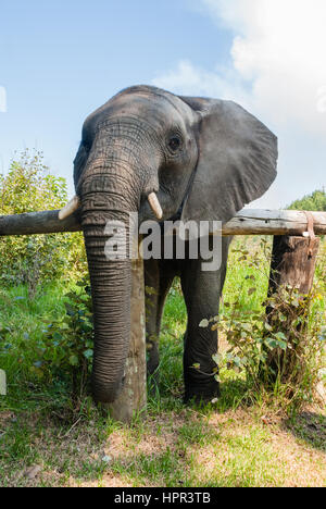 Un elefante africano a poggiare la sua testa su un recinto in una riserva di caccia in Sud Africa Foto Stock