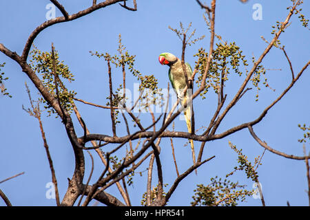 Parrocchetto alessandrino arroccato nella struttura ad albero in India Foto Stock