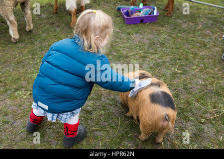 Un bambino di due anni / toddler accarezzare e spazzolare un maiale giovane / maialino durante una visita di una visita fattoria urbana di una città suburbane / scuola. Regno Unito. Foto Stock