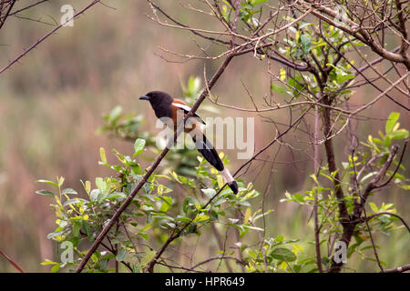 Rufous treepie arroccato nella struttura ad albero in India Foto Stock