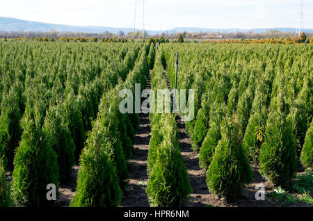 Vivaio di Goldstrike cedro. Verde naturale delle conifere thuja piantagione giardino all'aperto. Holmstrup. Foto Stock