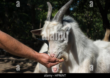 Bestiame. Capra mangia da una mano umana. Foto Stock