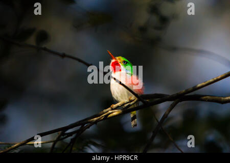 Un'ape colibrì, uccello più piccolo al mondo, endemica di Cuba Foto Stock